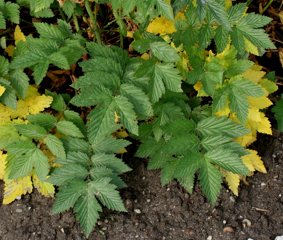 Image of Filipendula ulmaria specimen.