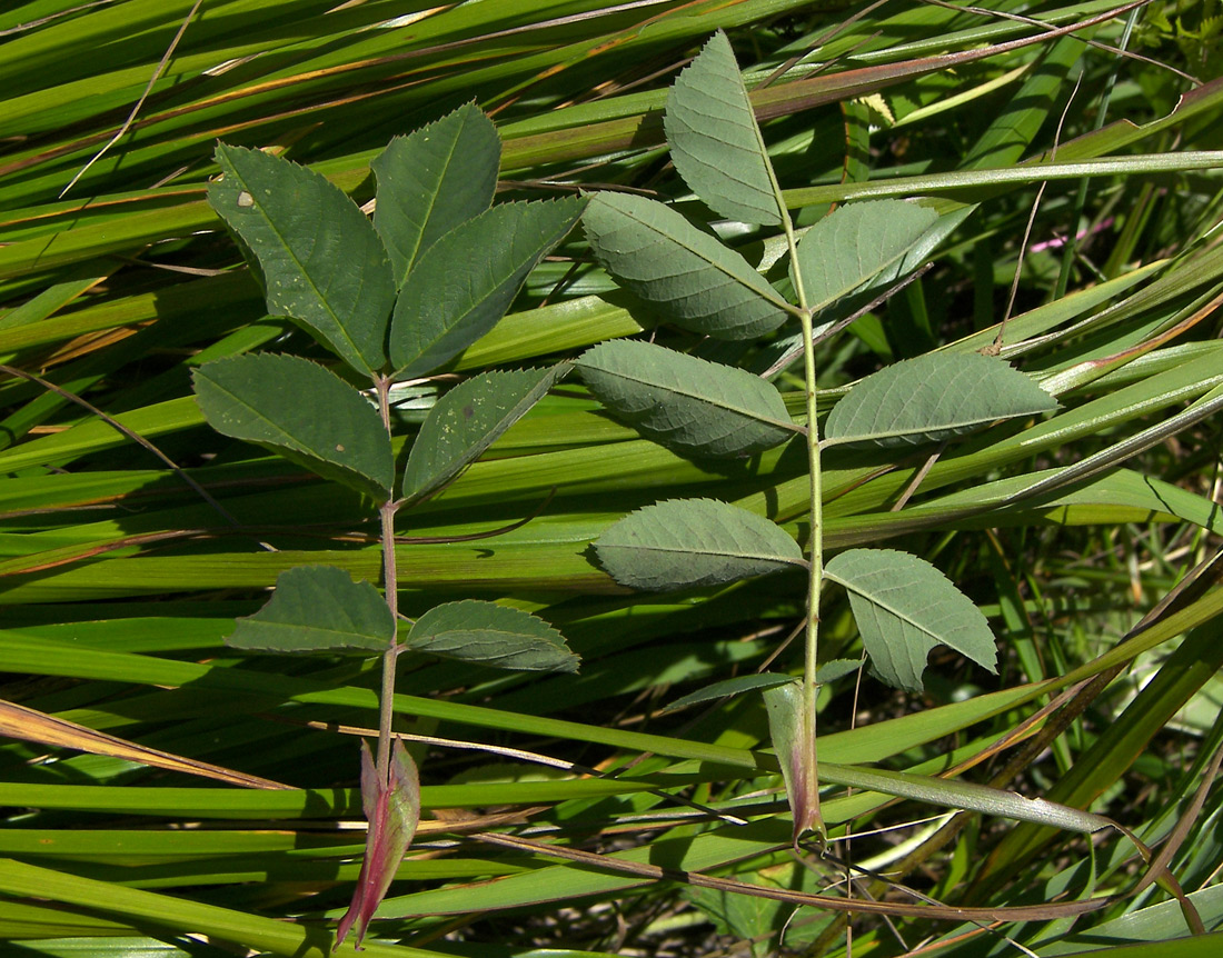 Image of Rosa balcarica specimen.