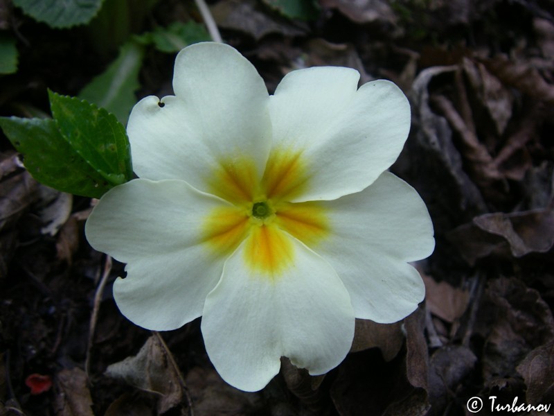 Изображение особи Primula vulgaris.