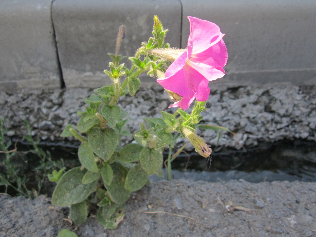 Image of Petunia &times; hybrida specimen.