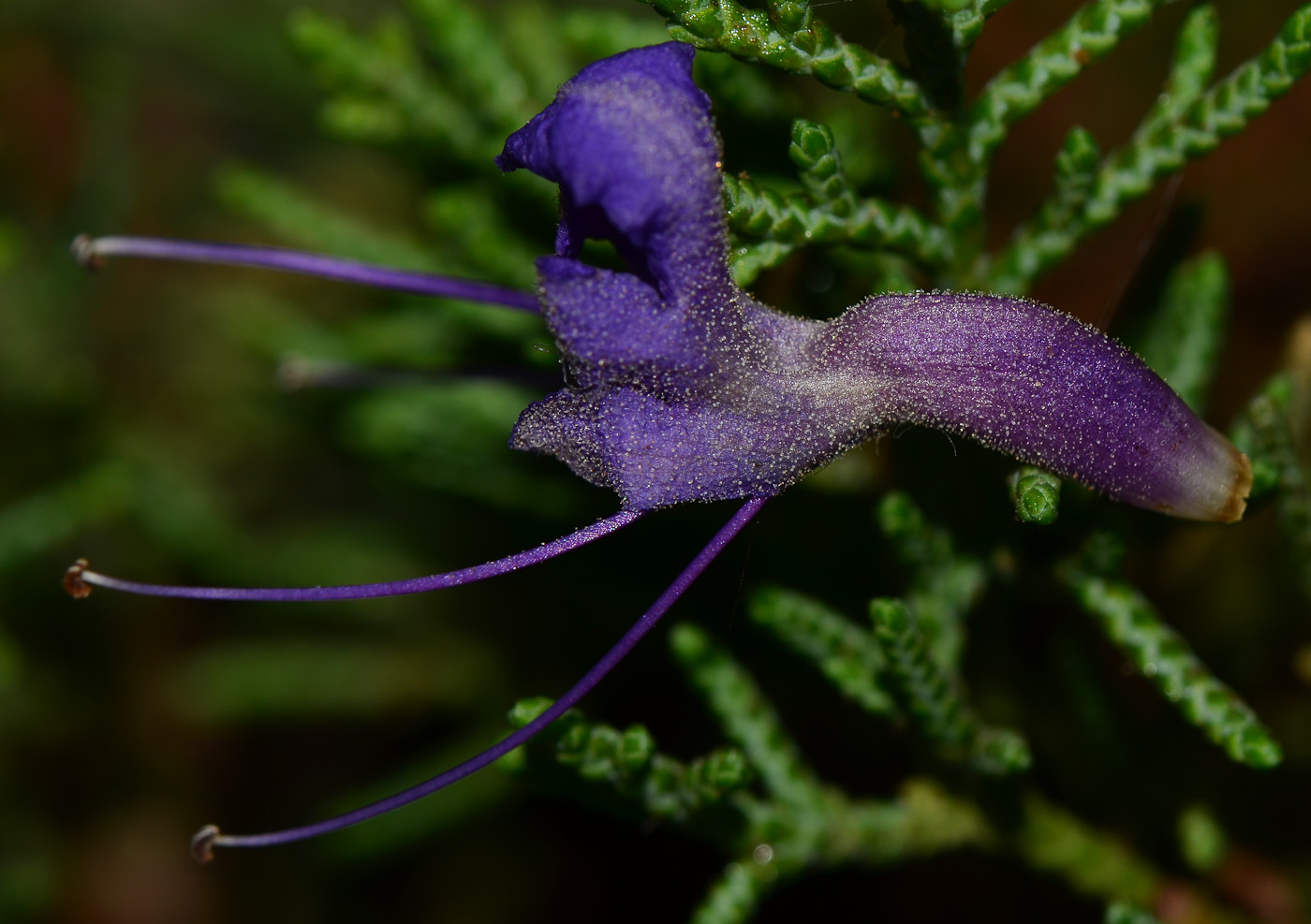 Изображение особи Karomia speciosa.