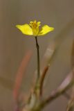 Hypecoum parviflorum. Цветок. Южный Казахстан, восточная граница пустыни Кызылкум. 07.05.2013.