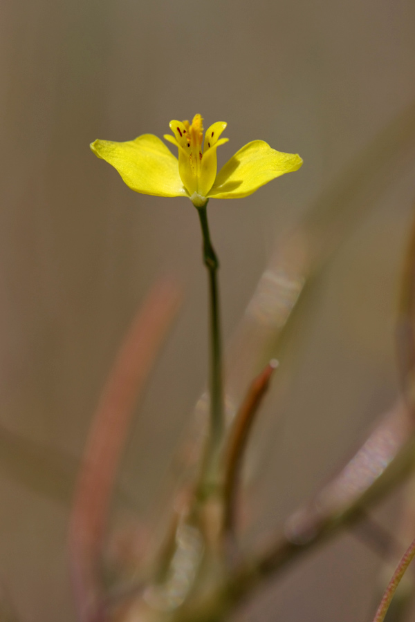 Image of Hypecoum parviflorum specimen.