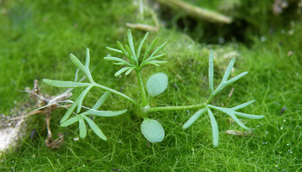 Image of Ranunculus rionii specimen.