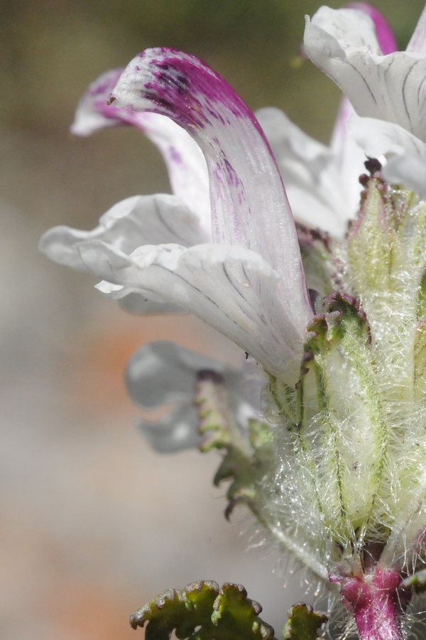 Изображение особи Pedicularis cheilanthifolia.