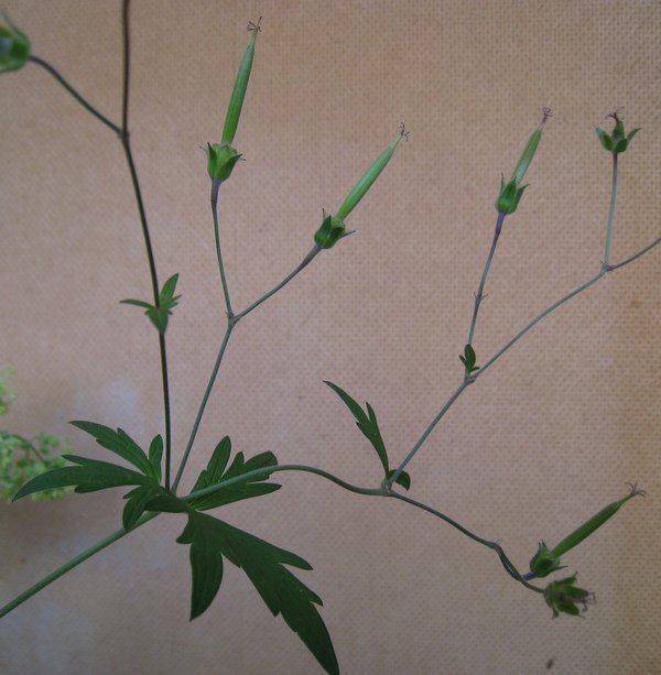 Image of Geranium asiaticum specimen.