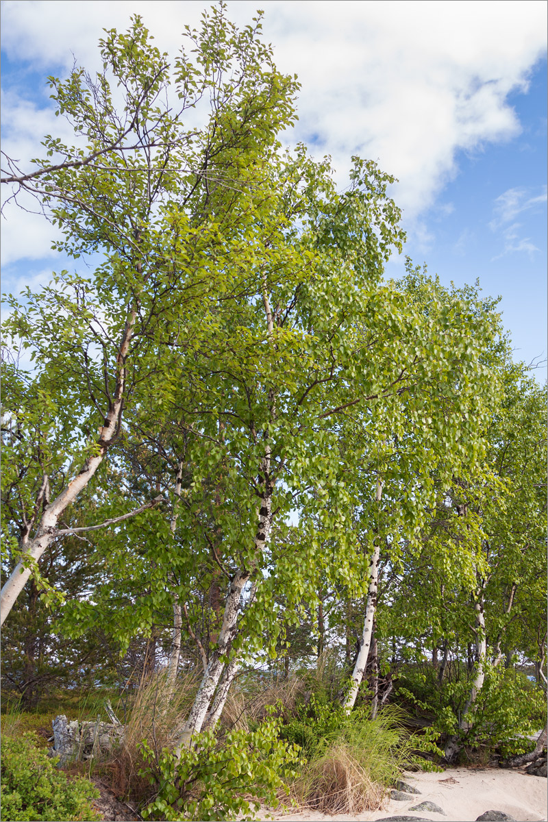 Image of Betula subarctica specimen.