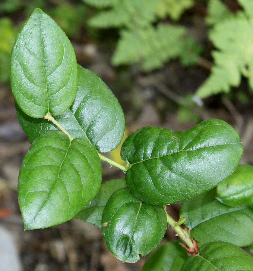 Image of Gaultheria shallon specimen.