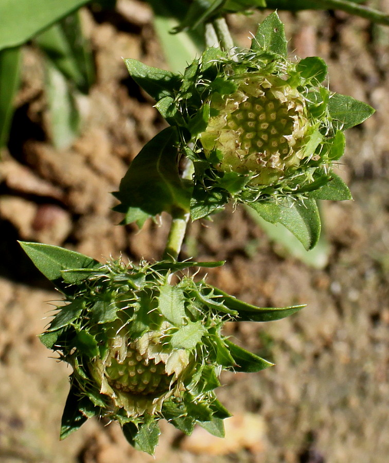 Изображение особи Stokesia laevis.