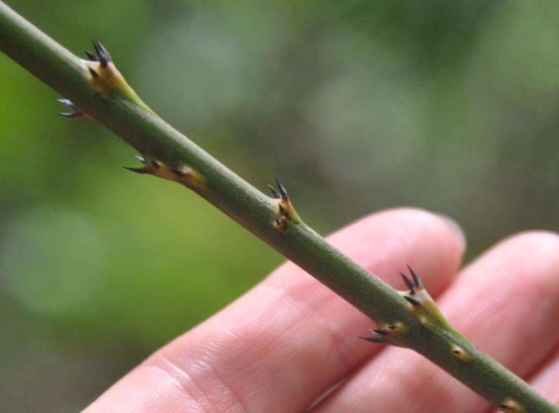 Image of genus Calamus specimen.