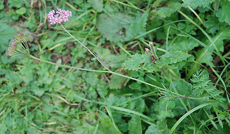 Изображение особи Pimpinella rhodantha.