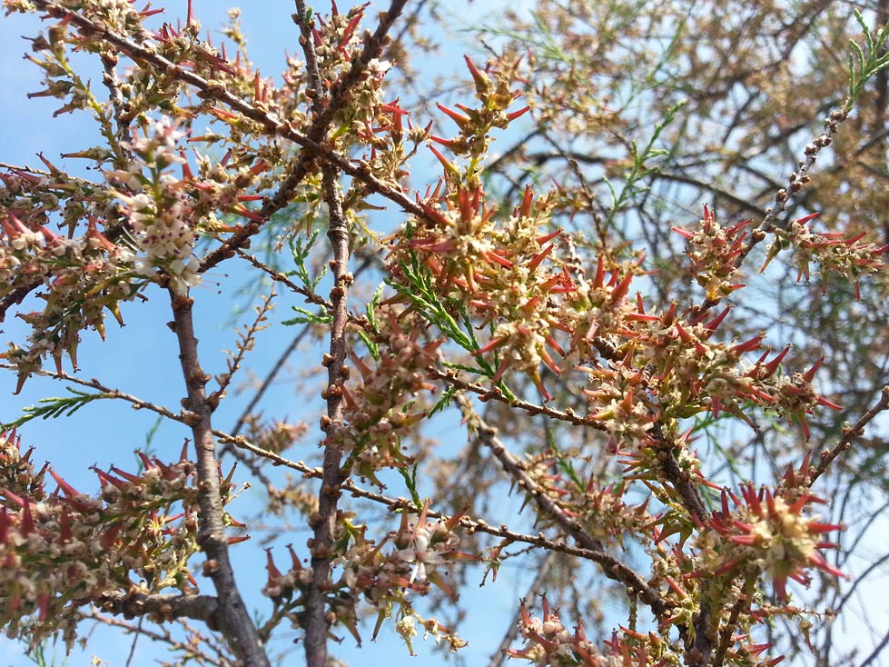 Image of Tamarix hampeana specimen.