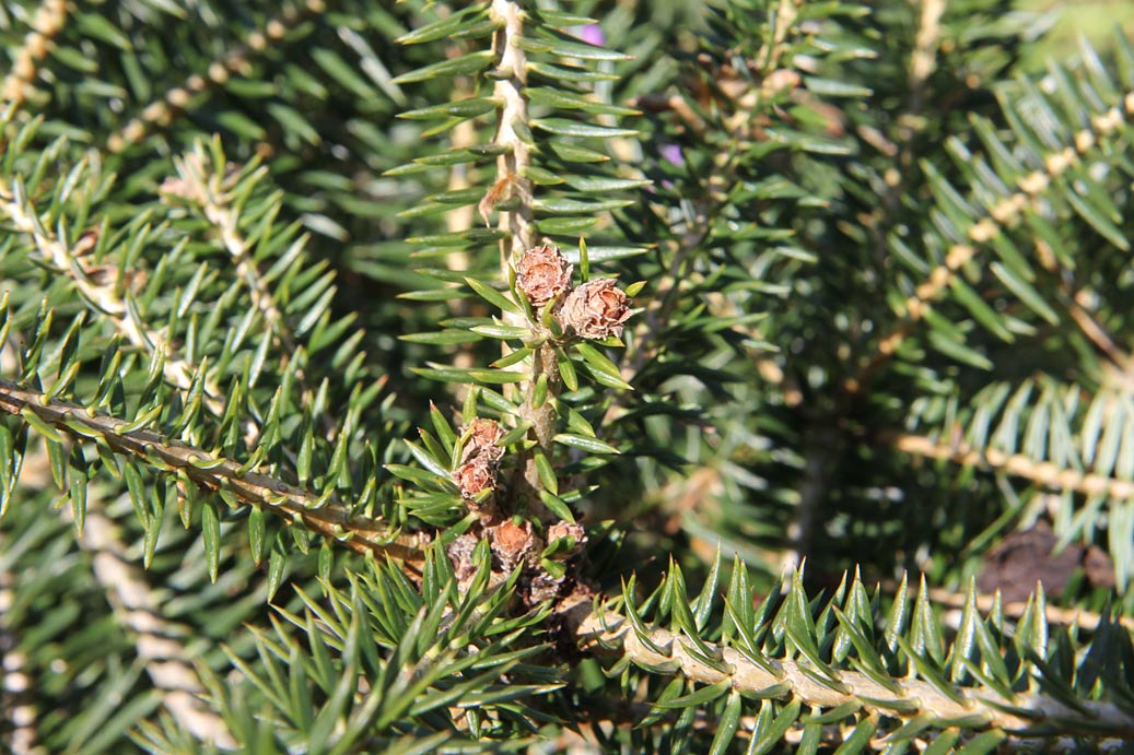 Image of Abies cephalonica specimen.