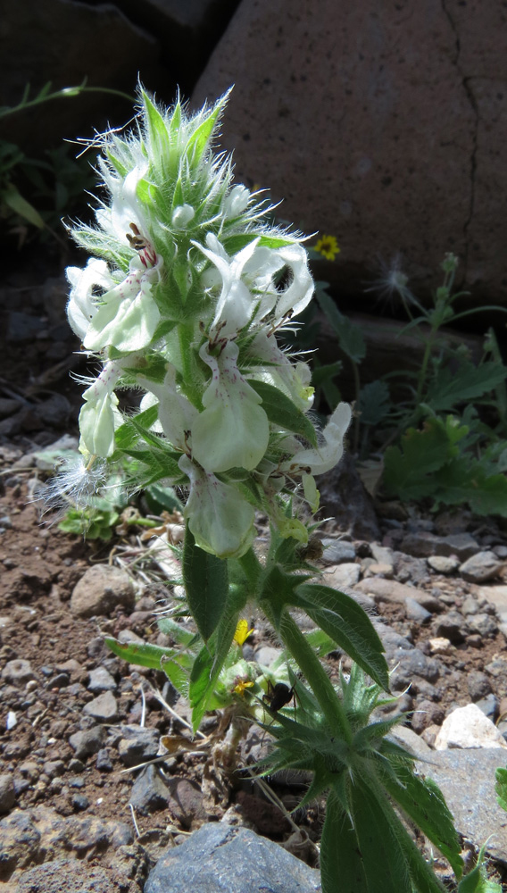 Image of Stachys ocymastrum specimen.