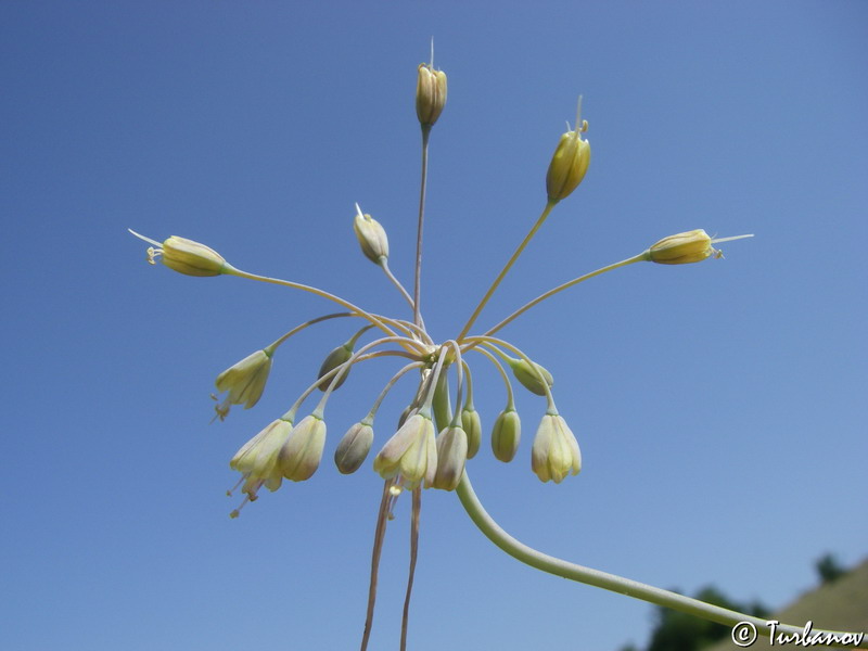 Image of Allium paczoskianum specimen.