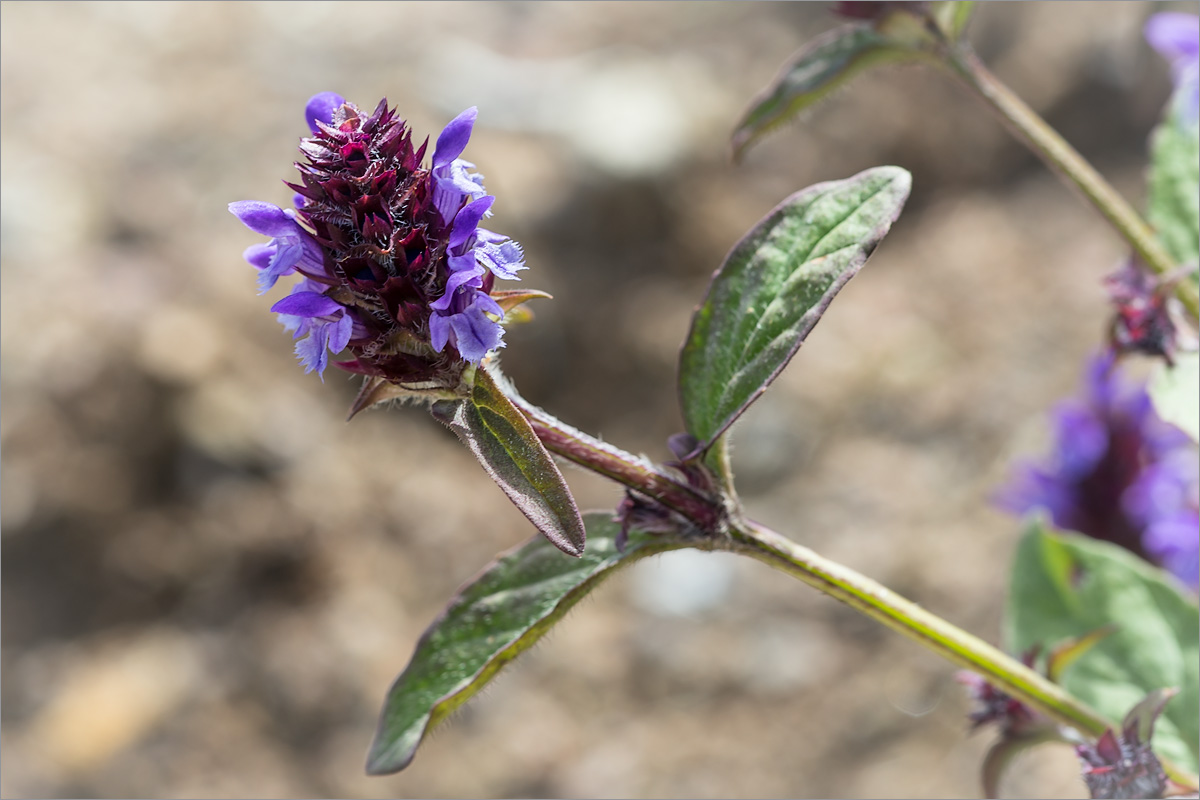 Image of Prunella vulgaris specimen.