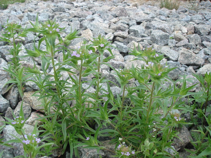 Image of Collomia linearis specimen.