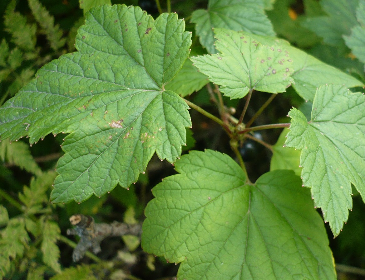 Image of Ribes nigrum specimen.