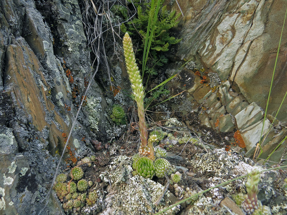 Изображение особи Orostachys spinosa.