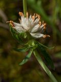 Anthyllis macrocephala