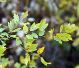 род Thalictrum. Часть листа в осеннем окрасе. Амурская обл., в ~ 30 км севернее Благовещенска, понижение между холмами. 22.09.2014.