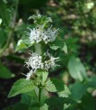 Mentha arvensis