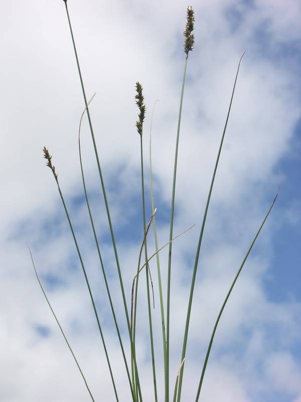 Image of Carex diandra specimen.