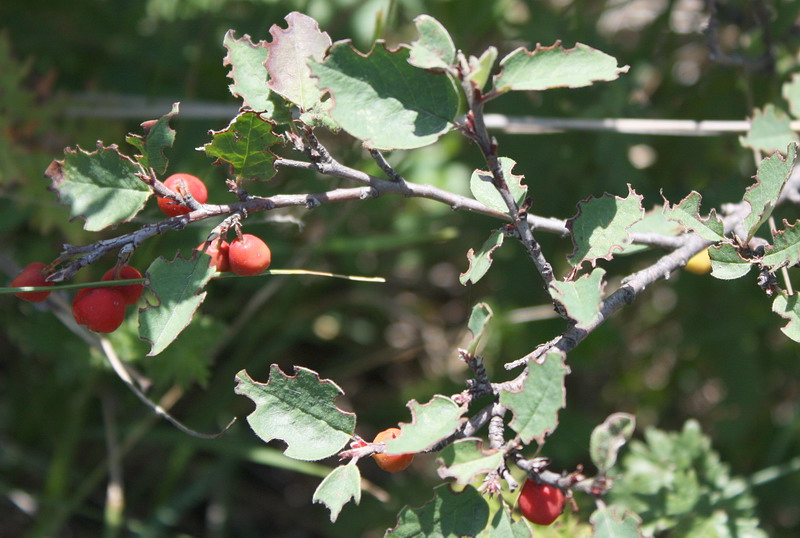 Image of Cotoneaster integerrimus specimen.