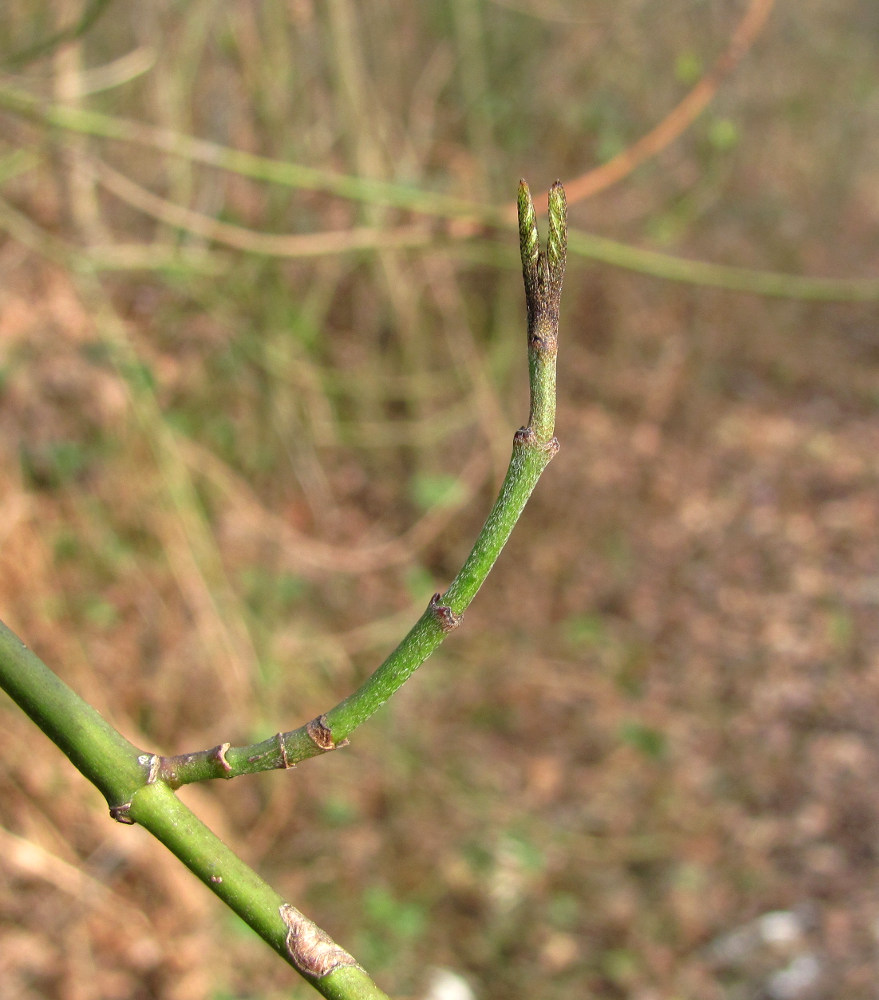 Изображение особи Cornus mas.