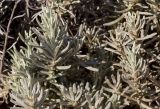 Helichrysum italicum. Верхушки побегов. Греция, Эгейское море, о. Парос, северо-восток острова, песчаные дюны за пляжем Санта-Мария. 20.12.2015.