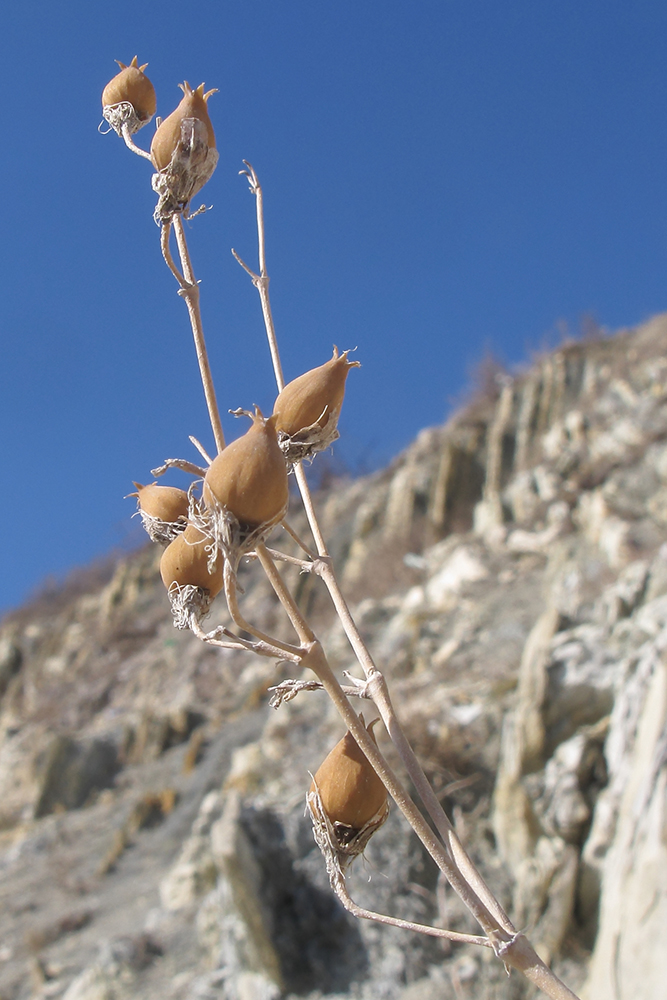 Изображение особи Oberna crispata.