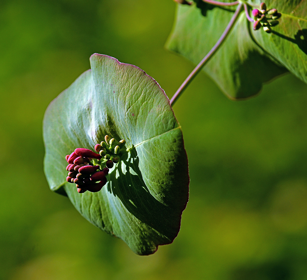 Image of Lonicera dioica specimen.