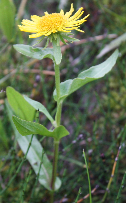 Изображение особи Inula britannica.