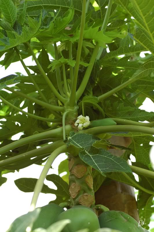 Image of Carica papaya specimen.