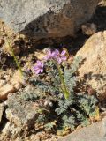 Erodium cicutarium. Цветущее и плодоносящее растение. США, Калифорния, Joshua Tree National Park. 19.02.2014.