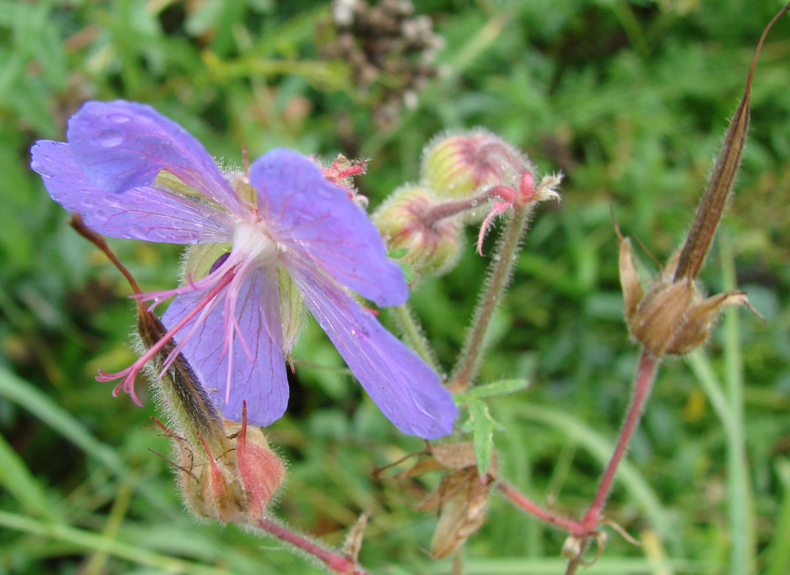 Image of Geranium pratense specimen.