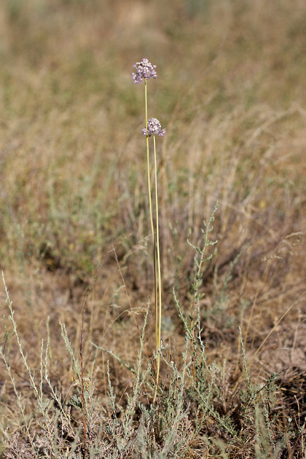 Image of Allium turkestanicum specimen.