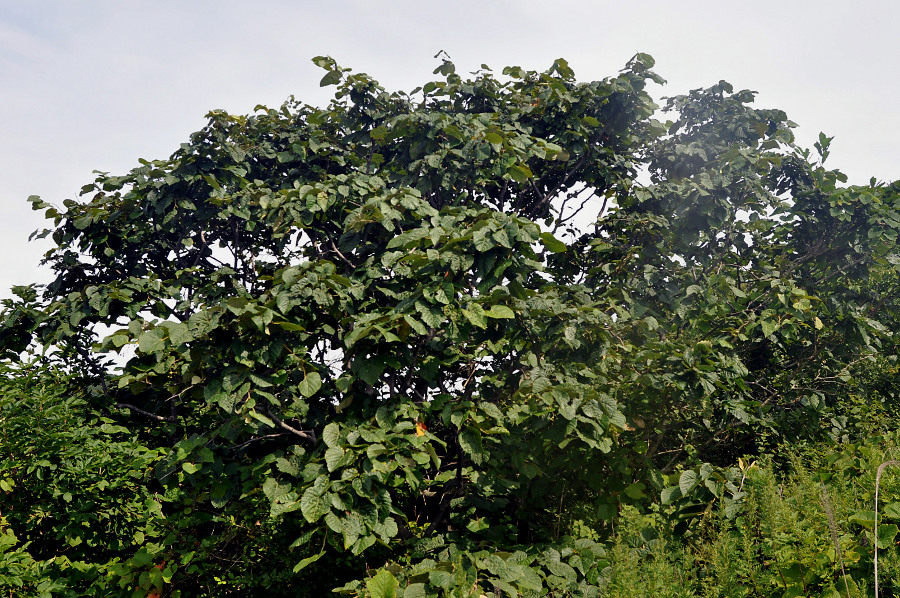 Image of Tilia mandshurica specimen.