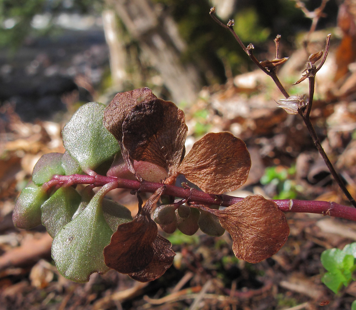 Image of Sedum stoloniferum specimen.