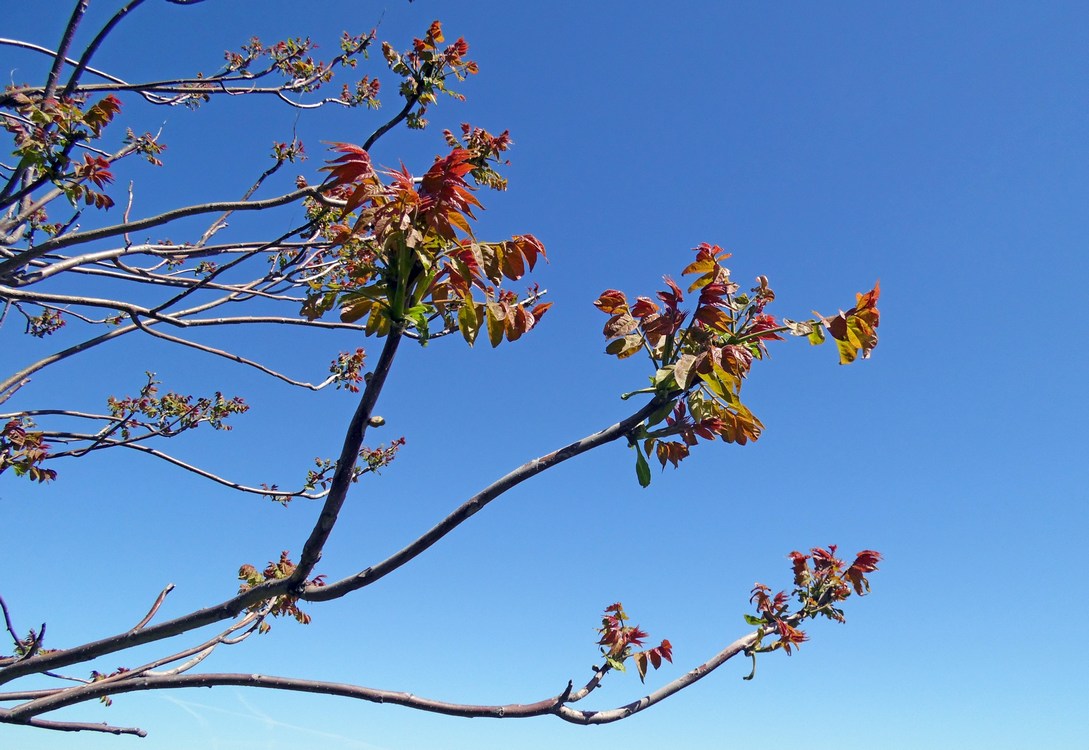 Image of Ailanthus altissima specimen.