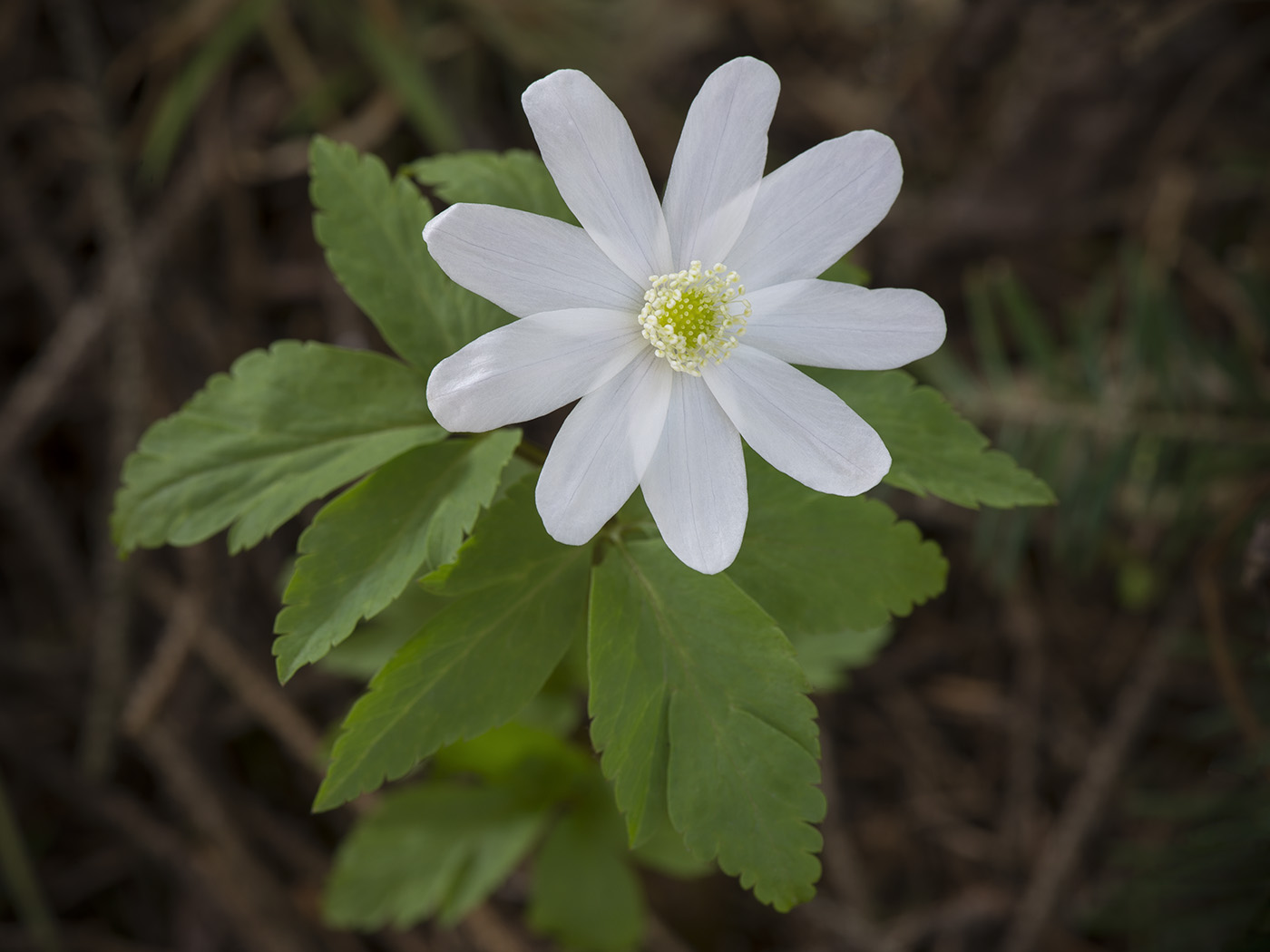 Изображение особи Anemone altaica.