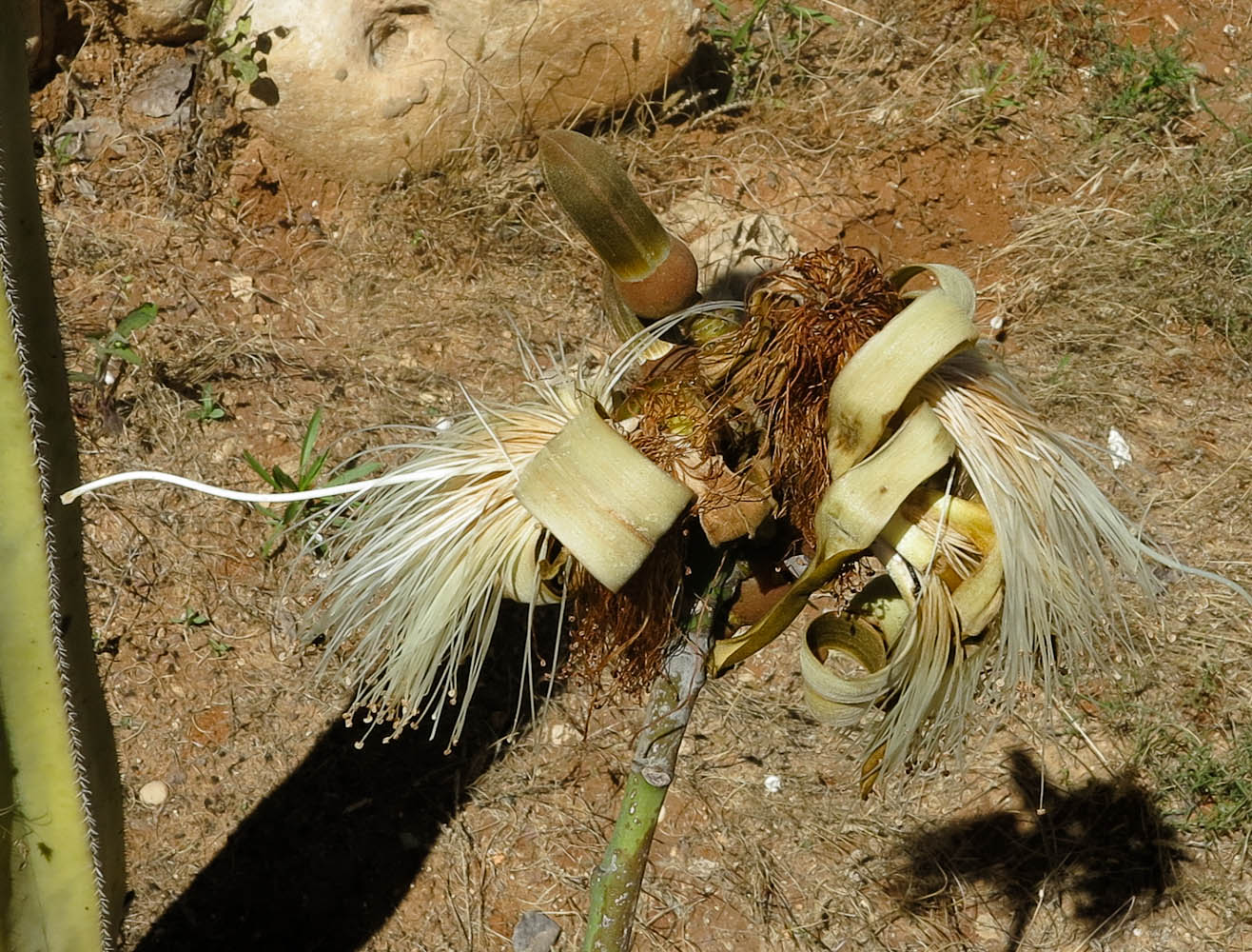 Image of Pseudobombax ellipticum specimen.