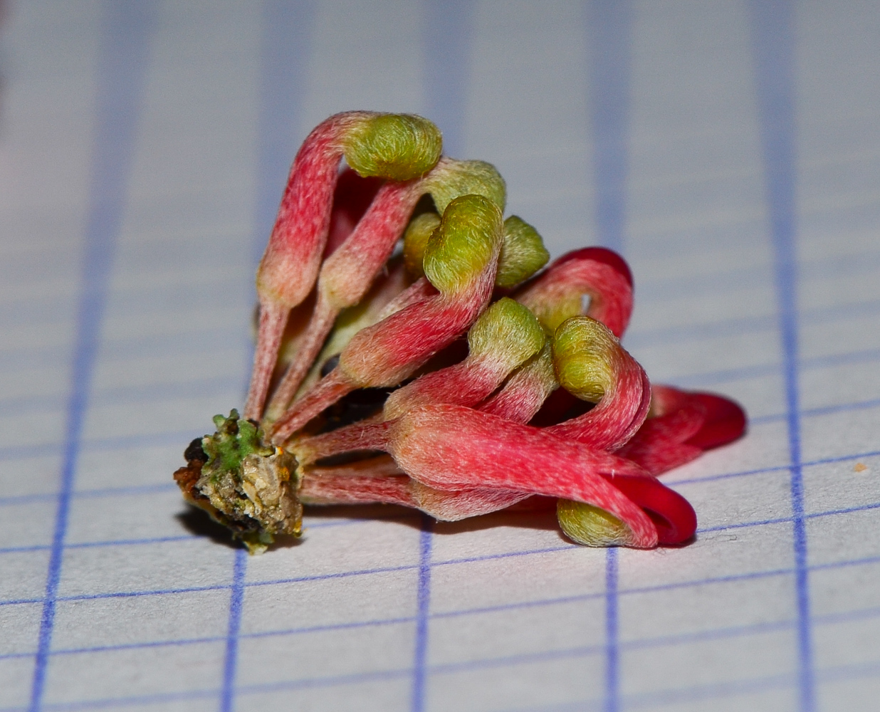 Image of Hakea orthorrhyncha specimen.