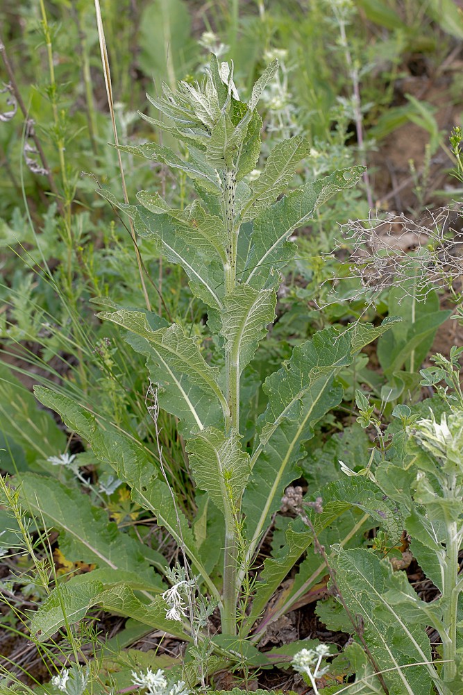 Image of Verbascum lychnitis specimen.