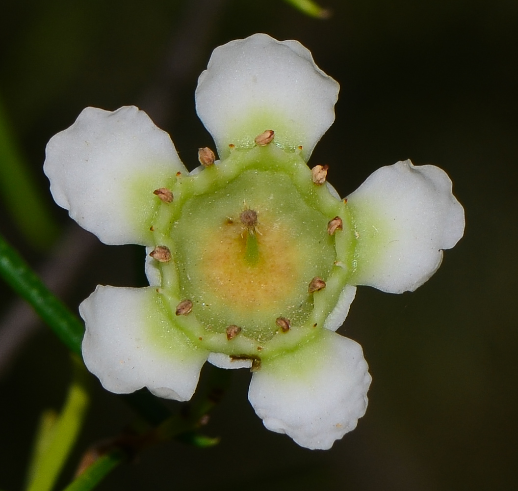 Image of Chamelaucium uncinatum specimen.