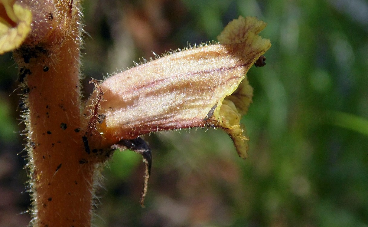 Image of Orobanche laxissima specimen.