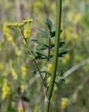 Pastinaca sylvestris. Средняя часть растения с пазушным соцветием. Свердловская обл., окр. г. Заречный, край Черемшанского болота, в сосново-берёзовом лесу. 08.07.2016.