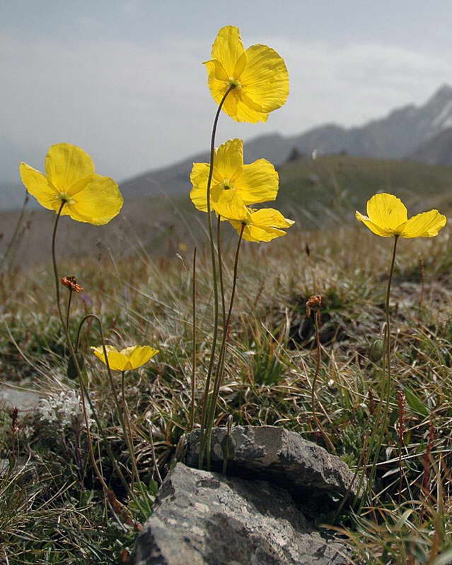 Image of Papaver croceum specimen.