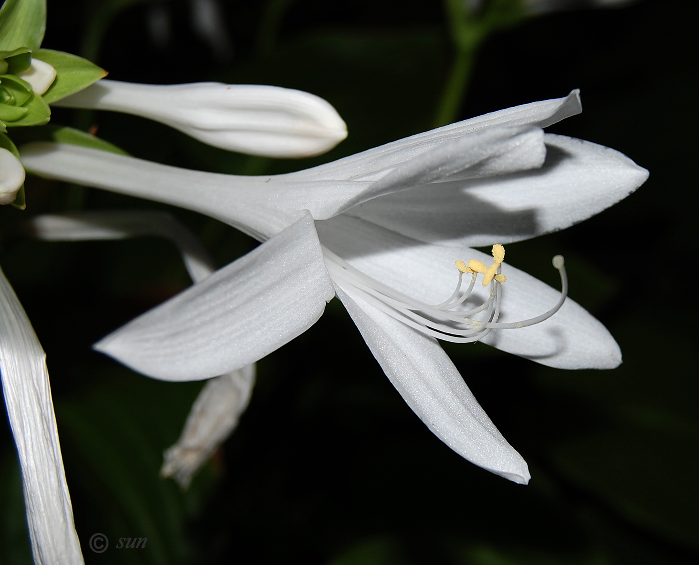 Image of Hosta plantaginea specimen.