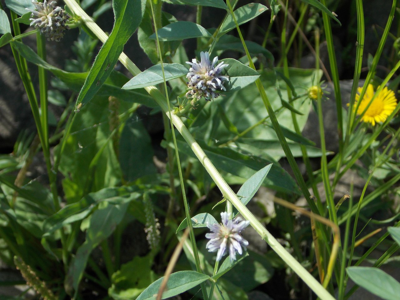 Image of Glycyrrhiza echinata specimen.